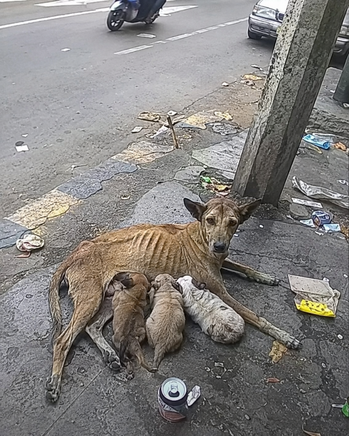 The famished dog lay blocking the side of the road, her three small puppies clinging to her belly…-GALACY