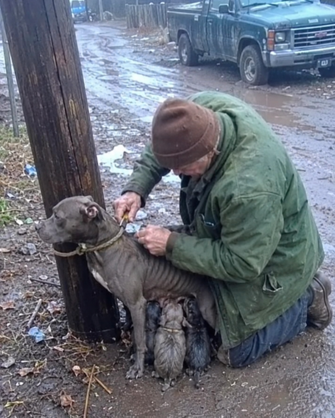 Old Vegetable Seller Cut A Rope From A Starving Mother Dog-galacy