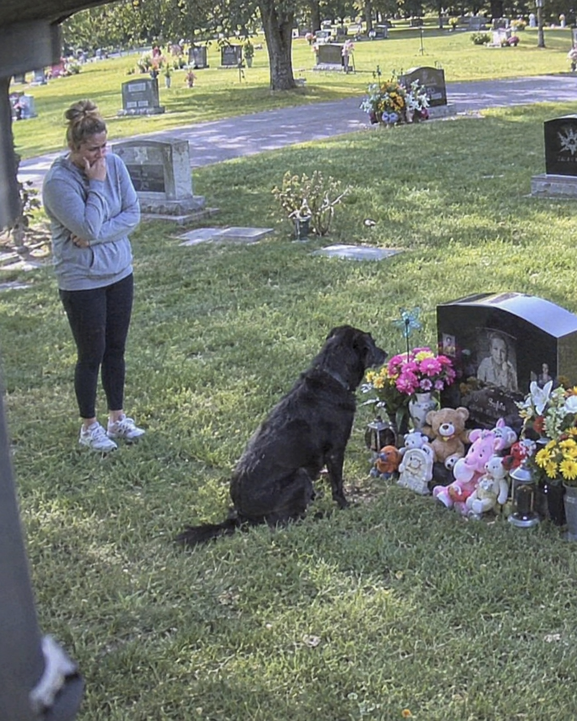 A Strange Dog Sat at My Son’s Grave Every Day – One Day, I Decided to Follow It